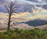 Dead tree, sand dunes, and mountains, Great Sand D