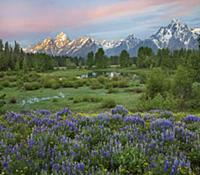 Lupine (Lupinus sp) flowering in meadow, Grand Tet