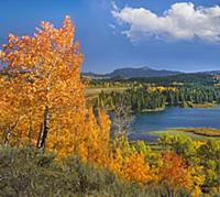 Quaking Aspen (Populus tremuloides) trees in autum