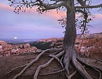 Coniferous tree and moon, Bryce Canyon National Pa