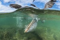 Brown Pelican (Pelecanus occidentalis) with pouch 