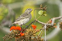 Vegetarian Tree Finch (Camarhynchus crassirostris)