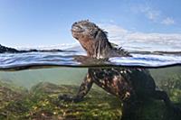 Marine Iguana (Amblyrhynchus cristatus) in water, 