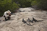 Marine Iguana (Amblyrhynchus cristatus) group phot