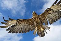 Galapagos Hawk (Buteo galapagoensis) flying, Alced