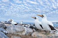 Nazca Booby (Sula granti) group on coast, Punta Su