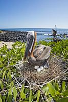 Brown Pelican (Pelecanus occidentalis) on nest wit