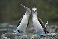 Blue-footed Booby (Sula nebouxii) pair performing 