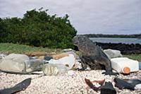 Marine Iguana (Amblyrhynchus cristatus) shares hab