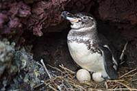 Galapagos Penguin (Spheniscus mendiculus) incubati