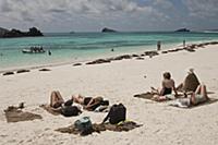 Galapagos Sea Lion (Zalophus wollebaeki) group and