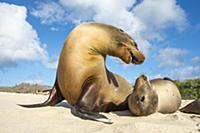 Galapagos Sea Lion (Zalophus wollebaeki) pair squa