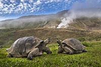 Volcan Alcedo Giant Tortoise (Chelonoidis nigra va