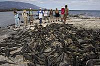 Marine Iguana (Amblyrhynchus cristatus) with touri