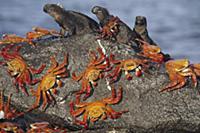 Sally Lightfoot Crab (Grapsus grapsus) group shari