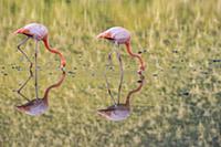 Greater Flamingo (Phoenicopterus ruber) pair forag