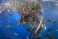 Silky Shark (Carcharhinus falciformis), Galapagos 