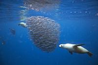 California Sea Lion (Zalophus californianus) group