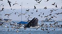 Humpback Whale (Megaptera novaeangliae) and Brown 