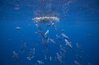 Skipjack Tuna (Katsuwonus pelamis) school hunting 