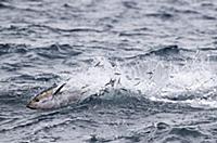 Pacific Bluefin Tuna (Thunnus orientalis) hunting 