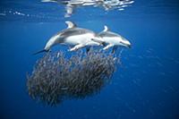 Pacific White-sided Dolphin (Lagenorhynchus obliqu