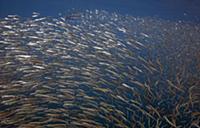 Northern Anchovy (Engraulis mordax) school, San Di