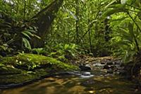 Stream in rainforest, Nuqui, Colombia