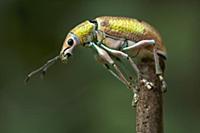 True Weevil (Curculionidae) female, Valle del Cauc