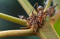 Ponerine Ant (Ectatomma sp) guarding Treehopper (M