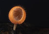 Cup Fungus (Cookeina tricholoma), Bahia Solano, Co