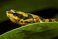 Pebas Stubfoot Toad (Atelopus spumarius), Nuqui, C