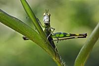 Grasshopper (Eumastacidae), Nuqui, Colombia