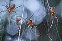 Spiders in web, Bahia Solano, Colombia