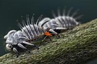 Treehopper (Membracidae) group with mite stealing 