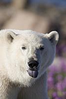 Polar Bear (Ursus maritimus) male showing blue ton