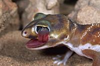 Knob-tailed Gecko (Nephrurus levis) grooming itsel