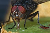 Blue Bottle Fly (Calliphora erythrocephala) feedin