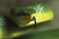 Colubrid Snake (Elaphe sp) close-up portrait showi