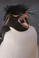 Rockhopper Penguin (Eudyptes chrysocome) calling, 