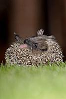 European Hedgehog (Erinaceus europaeus) young, ano