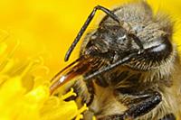 Honey Bee (Apis mellifera) covered with pollen whi