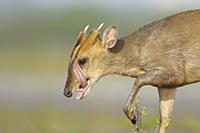 Chinese Muntjac (Muntiacus reevesi) introduced spe