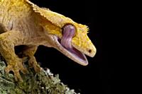 New Caledonian Crested Gecko (Rhacodactylus ciliat