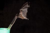 Tube-lipped Nectar Bat (Anoura fistulata), newly d