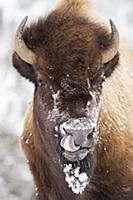 American Bison (Bison bison) female cleaning nose 