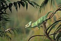 Veiled Chameleon (Chamaeleo calyptratus) striking 