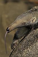 Giant Anteater (Myrmecophaga tridactyla) profile w