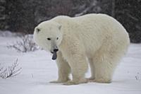 Polar Bear (Ursus maritimus) yearling cub in snowf