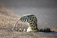 Nile Monitor (Varanus niloticus) in burrow flickin